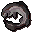 Cave moray