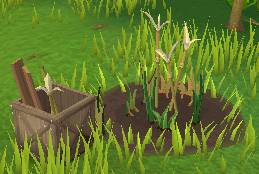 Tall grass