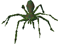 Jungle spider