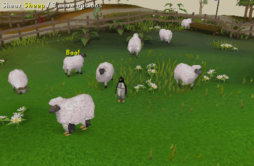 Sheep