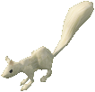 White Squirrel